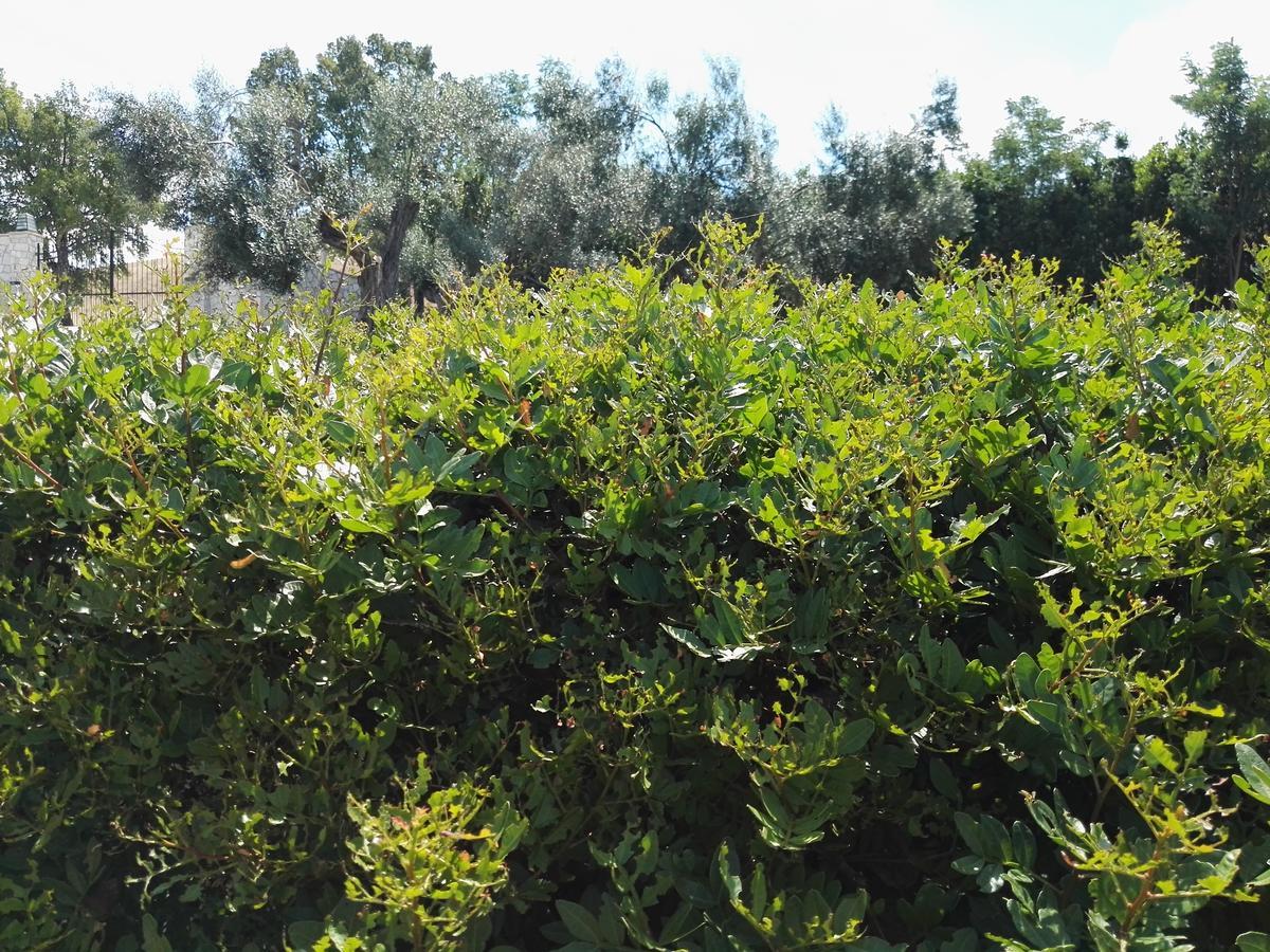 Casale Farnesiana B&B Tarquinia Eksteriør bilde